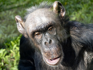 Wall Mural - Portrait of a forty-year-old female African Chimpanzee, Pan troglodytes.