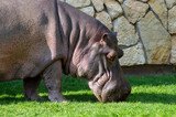 Fototapeta  - Głowa hipopotama