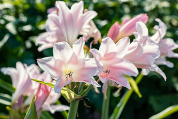 Wall Mural - Amarcrinum howardii flowers. This fabulous hybrid of Amaryllis and Crinum produces large soft pink, funnel-shaped blooms with a delicious fragrance. 