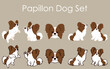 Simple and adorable brown and white colored Papillon illustrations set