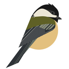 Illustration Of A  Black Capped Chickadee Bird ,vector ,eps, Png , Svg , Jpeg
