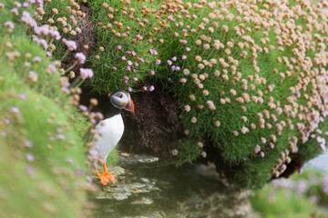 puffins (fratercula arctica) in the orkney islands