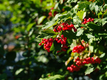 A Closeup Shot Of A Viburnum Bush With Red Berries In Nature