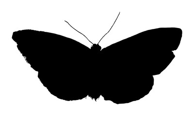 Black Silhouette illustration of moth