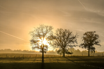 Poster - Belgique Wallonie Ardenne soleil climat nature arbre