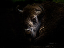 European Bison (Wisent) In The Woods