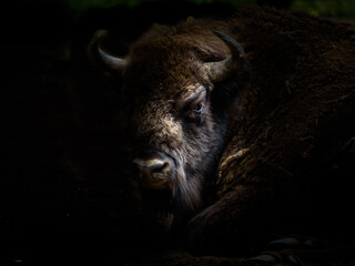 european bison (wisent) in the woods