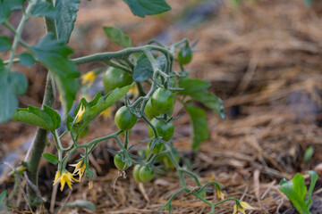 Sticker - Green unripe tomatoes in a farmer's garden in the open field. Future tomato crop.