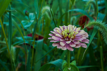 Single queen lime zinnia flower growing among the tall weeds in a field.