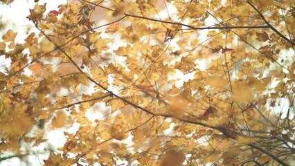 Wall Mural - Yellow oak tree leaf on a soft and somber autumn Arkansas forest filled with colorful leaves 