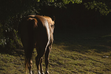 Wall Mural - Sorrel gelding horse walking away through Texas field in morning light on farm.