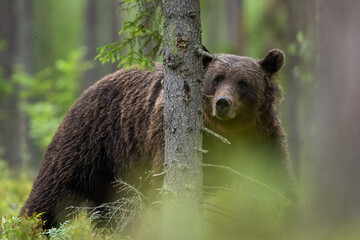 Wall Mural - brown bear walking between trees in the forest at summer