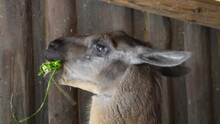 Close Shot Of A Lama Chewing Grass