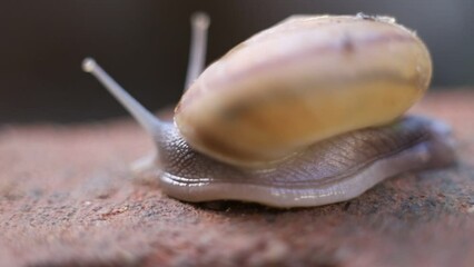 Wall Mural - Snail close-up on a green leaf. brown spiral snail on a green leaf on a green.