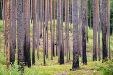 Burnt Pine Forest. Burnt Trees. The Forest Recovered After The Fire. Latvia Gauja National Park