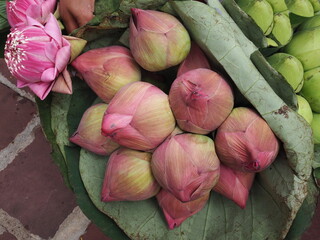 Wall Mural - The buds of the Indian lotus are pink and white. or sacred lotus covered with large green round lotus leaves. Some flowers in lotus leaves are folded well to prepare to pay respect to the Buddha image