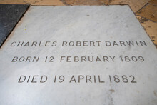 Charles Robert Darwin Tomb In Westminster Abbey. The Church Is World Heritage Site Located Next To Palace Of Westminster In City Of Westminster In London, UK. 
