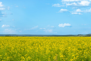 landscape in rapeseed flowers in a farm. sunny and warm summer day
