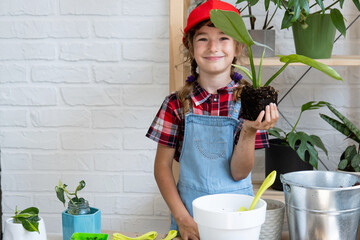 Girl transplants a potted houseplant philodendron into a new soil with drainage. Potted plant care, watering, fertilizing, hand sprinkle the mixture with a scoop and tamp it in a pot. Hobby and enviro