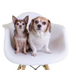 Wall Mural - Two elderly rescue dogs sit cozy together in futuristic white curvy chair for pet portraits isolated