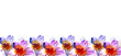 Banner con fiori  viola e lilla in primo piano, illustrazione isolata su sfondo bianco