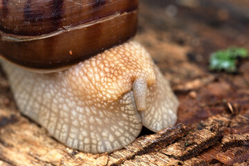 Wall Mural - an adult snail on a tree branch