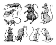 Rat King Or Mouse. Graphic Wild Animal. Hand Drawn Vintage Sketch. Engraved Grunge Elements.