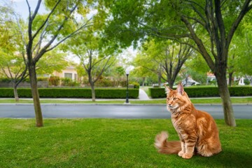 cute small lovely cats on outdoor background