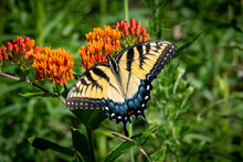 Eastern Tiger Swallowtail Butterfly On Orange Flower