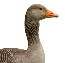 Head And Neck Of A Grey Goose