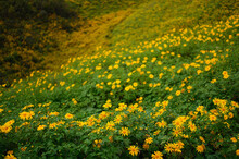 Landscape "Tung Bua Tong" Or Mexican Sunflower Field At Sunrise Sky ,Maehongson (Mae Hong Son) Province, Thailand. 