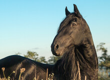 Friesian Horse Stallion Head Portrait With Blue Sky

