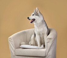 Siberian Husky In Chair