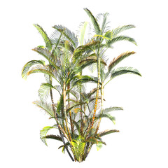  palm tree, isolate on a transparent background, 3D illustration