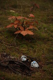 Fototapeta  - Śmieci w lesie