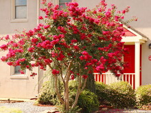 Red Crepe Myrtle Tree And Doors