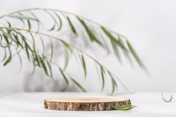 Wood slice podium and green branches on white background. Concept scene stage showcase for new product, promotion sale, banner, presentation, cosmetic. Wooden stand studio empty. Minimal composition