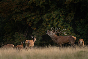 Poster - Red deer is roaring on the meadow. Deer during rutting time. Autumn wildlife in Europe. 