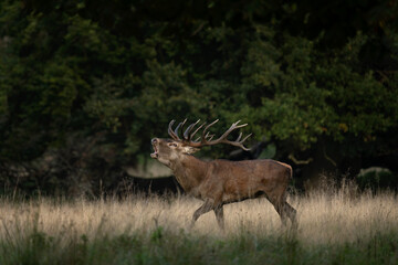 Wall Mural - Red deer is roaring on the meadow. Deer during rutting time. Autumn wildlife in Europe. 