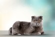 Cute gray young lovely cat posing in studio