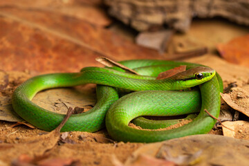 Wall Mural - green vine snake