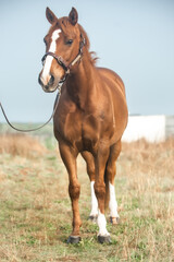 Canvas Print - Portrait of a Quarter Horse