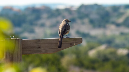 Bird on board