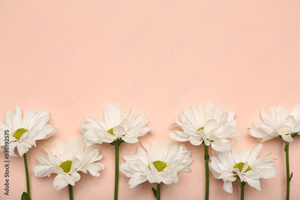 Beautiful daisy flowers on pink background