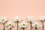 Fototapeta Mapy - Beautiful daisy flowers on pink background