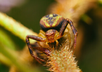 macro of a spider