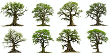 Oak Tree, Collection Of Beautiful Old Acorn Trees