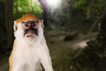 Wall Mural - Howling monkey in the tropical rain forest Park