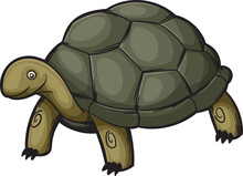Sea Turtle, Isolated Nautical Tortoise Loggerhead