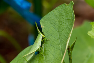 植物の葉っぱをむさぼり食うバッタ